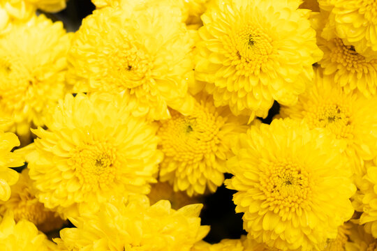 Closed up of yellow color Chrysanthemum flower pattern background