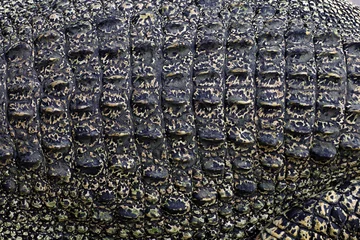 Rolgordijnen close up the crocodile skin for reptile animal skin and texture © pumppump