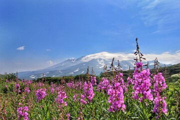 flowers in the volcano
