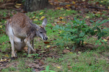 The kangaroo is stay and eat grass in garden
