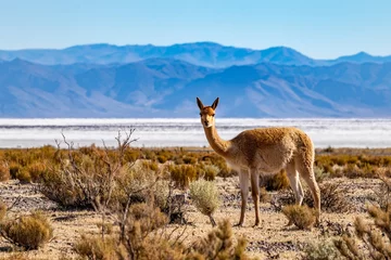 Foto auf Alu-Dibond Lonely vicuña in Salinas Grandes, Jujuy, Argentina © Mundo Surreal