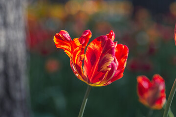 Obraz premium isolated flower close-up. macro photography. desktop wallpapers. beautiful floral background. delicate tulip