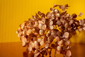 dried hydrangea flowers are golden in color on a golden mirror surface. mac