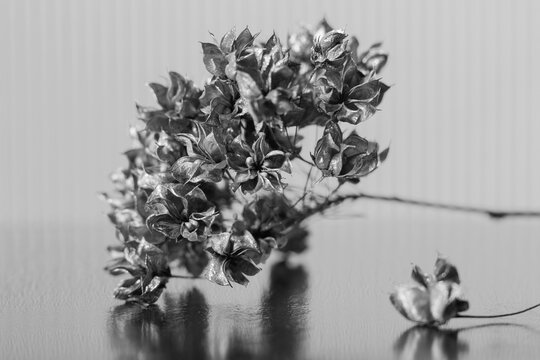 a dry hydrangea branch on a mirror surface. black and white photo