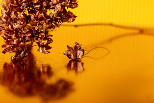 dried hydrangea flowers are golden in color on a golden mirror surface. mac - Powered by Adobe