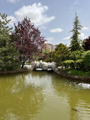 Fototapeta na wymiar japanese garden in spring. lake in the park. 