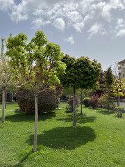 trees in the park