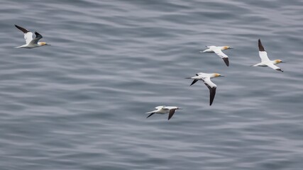 Group of northern gannets flying above the water surface. Morus bassanus. Bempton Cliffs, UK.