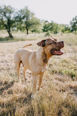 Purebred pit bull dog standing in a field.