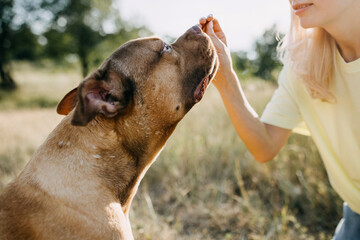 Closeup of a woman's hand giving a treat to the dog, training it, outdoors, on summer day.