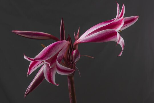 Closeup of a blossoming crinum bulbispermum isolated on the dark background