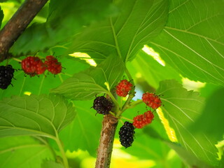 熟す前の赤い桑の実