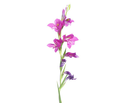 Purple flower of Turkish marsh gladiolus isolated on white, Gladiolus imbricatus