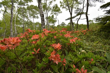 美ヶ原高原　レンゲツツジと白樺