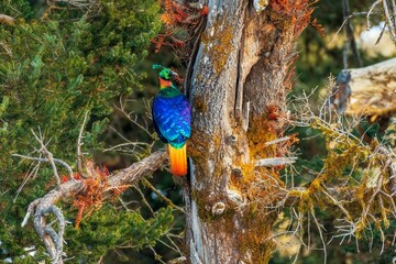 Colorful Himalayan monal bird on a branch of a pine tree, in its natural habitat - obrazy, fototapety, plakaty