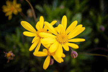 Yellow Flowers