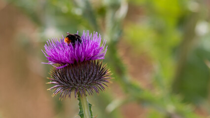 Bombus lapidarius On A Thistle