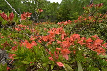 美ヶ原高原　レンゲツツジと白樺