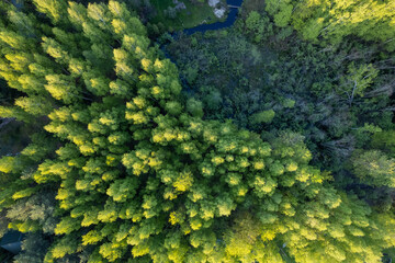 Mixed forest top-down aerial view