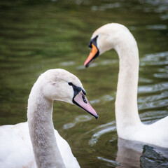 two swans