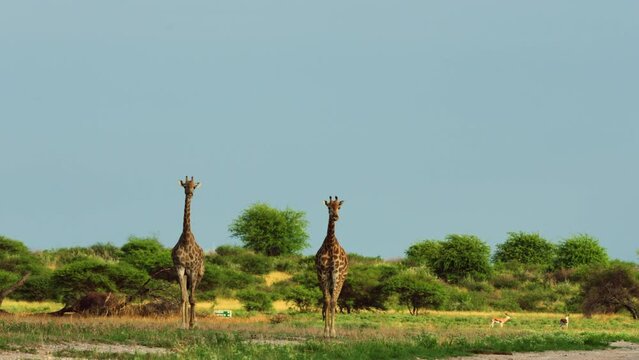 Giraffe Couple Walking Together In African Savanna At Daylight On Background Of Blue Sky. Central Kalahari Game Reserve, Botswana. - Slow Motion