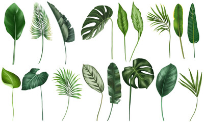 Fototapeta Set of green tropical leaves, tropical floral clipart, isolated illustration on white background obraz