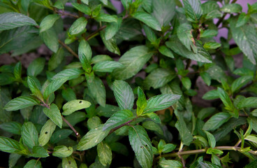 top view of green juicy fragrant mint leaves on a darkened background growing in a natural environment. The use of herbal plants in medicine and beverage preparation