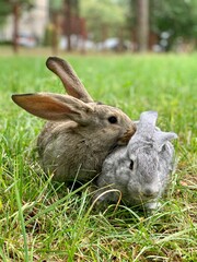 Two rabbits are sitting in the green grass.