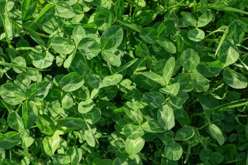 natural plant green background of small wild clover in summer park