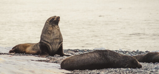 Fue seals in Antarctica. Port Lockroy
