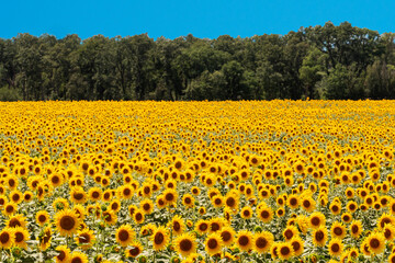 Sunflowers field with blue sky on the horizon. Punta Ala, Italy.