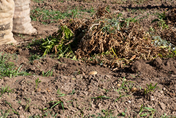 Sacos de patatas y plantas de patatas arrancadas, cosecha de patatas