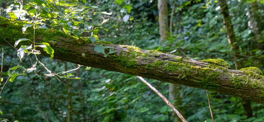 Fototapeta premium Moss covered tree branch