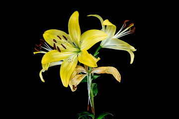 Yellow Lily Blooming on a Leaves and Black Background. Lime Flower with Open Petals While Blooming 
