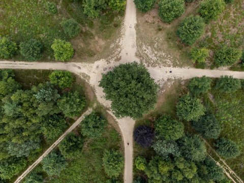 Aerial of a Lonely Oak Tree in the Utrechtse Heuvelrug near Amerongen, Leersum, Elst in the province of Utrecht. Landscape architecture in the shape of a cake