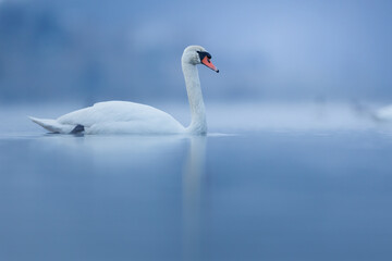 Fototapeta na wymiar Mute swan before sunrise