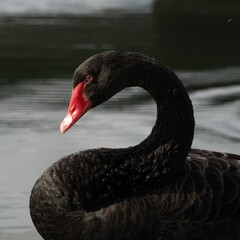 Closeup shot of a black swan floating in the lake © Becky Wray/Wirestock Creators
