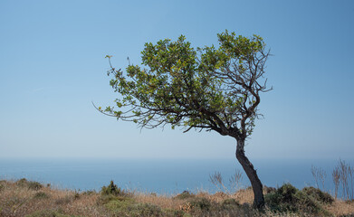Lonely tree on a cliff above the ocean. Blue sky copy space