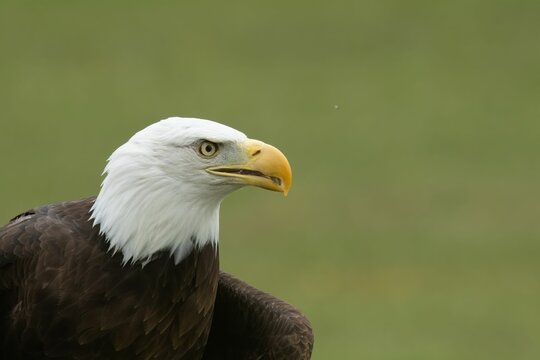 Closeup shot of a Bald Eagle against green grass background