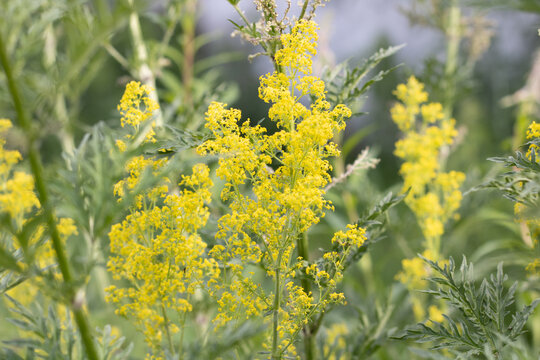 Small yellow flowers on a green background, Delicate flower in nature.