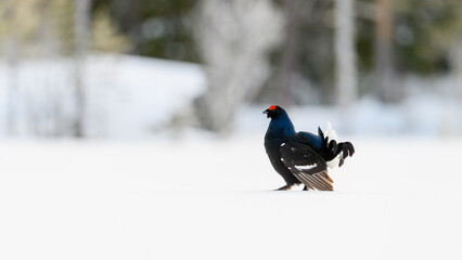 Norwegian black grouse (Lyrurus tetrix) at lek in spring, on snowy ground