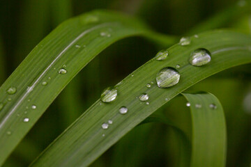 Fresh green grass with dew drops close up. Water driops on the fresh grass after rain.