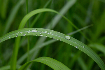 Fresh green grass with dew drops close up. Water driops on the fresh grass after rain.