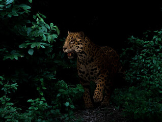 jaguar in tropical rainforest at night - obrazy, fototapety, plakaty