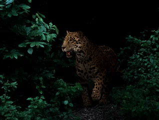 Foto op Plexiglas jaguar in tropical rainforest at night © anankkml