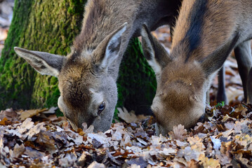 Red deer female foraging on forest floor in autumn, head portrait, north rhine westphalia,  (cervus elaphus), germany