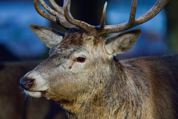 Red deer male with antlers looks attentively, head portrait, autumn, north rhine westphalia,  (cervus elaphus), germany