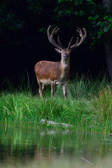 Red deer male standing by a pond in summer and securing attentively, north rhine westphalia,  (cervus elaphus), germany