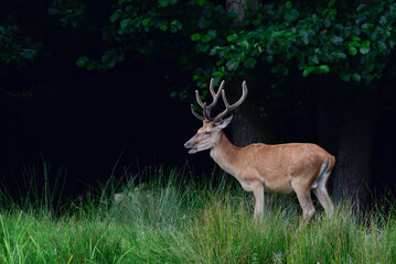 Naklejka na ściany i meble Red deer male standing on forest edge in summer, north rhine westphalia, (cervus elaphus), germany