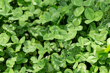 Three leaves clover background. Macro. Close-up. Detail. Wallpaper.